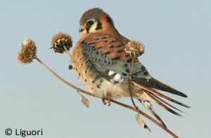 Kestrel 02.jpg